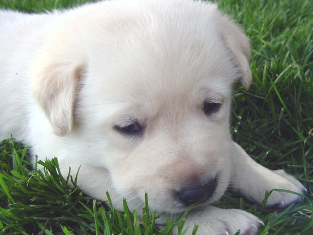 Our Lab Puppies for Sale